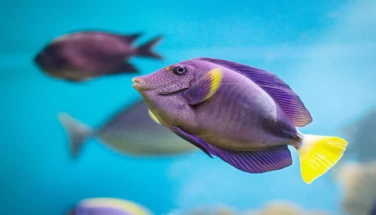 دیدن ماهی در خواب چه تعبیر و مفهومی دارد؟