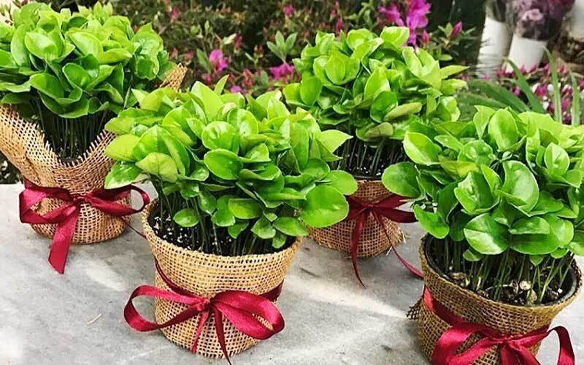 کاشت یک سبزه خاص و متفاوت برای عید با دانه پرتقال