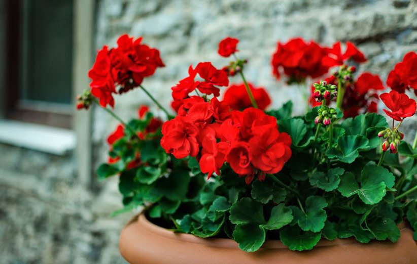 چگونه از گل شمعدانی در خانه مراقبت کنیم؟