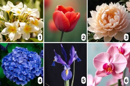 انرژی راهنمای ماه آینده خود را با انتخاب یک گل در تصویر پیدا کنید