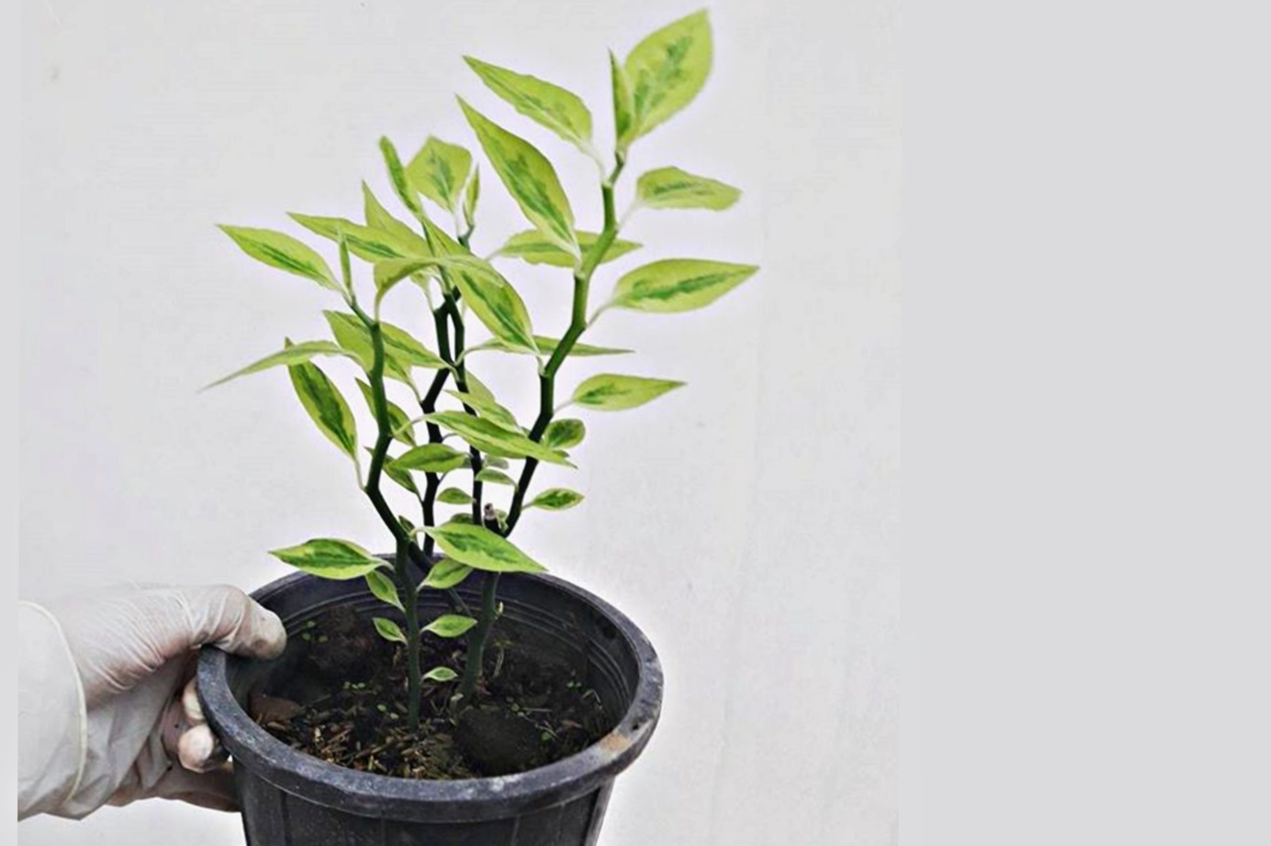 نحوه مراقبت و پرورش گیاه آپارتمانی پدیلانتوس