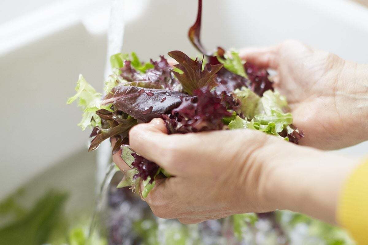 آموزش شستشوی صحیح و اصولی کاهو فرانسوی