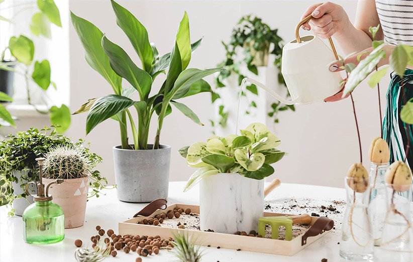 بهترین جای خانه برای نگهداری گیاهان آپارتمانی کجاست؟