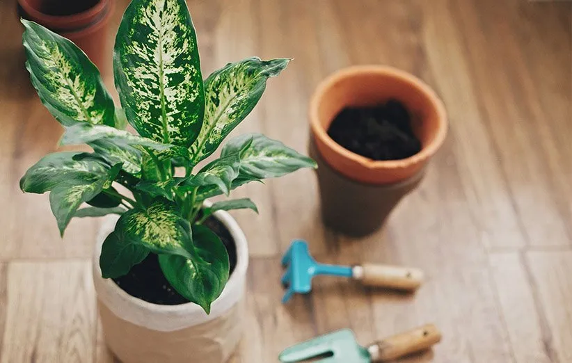 نحوه صحیح پرورش و نگهداری گیاه دیفن باخیا در منزل