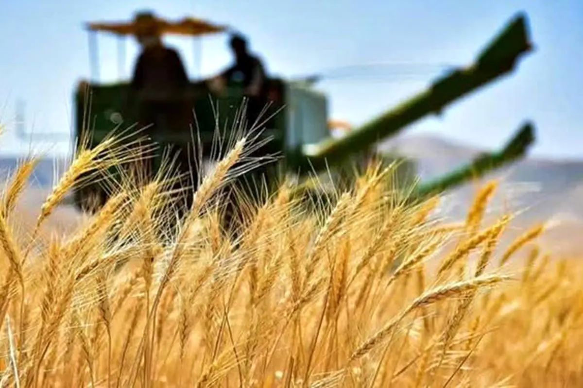 خرید 85 هزار تن گندم و 950 تن کلزا از کشاورزان فارسی توسط تعاون روستایی