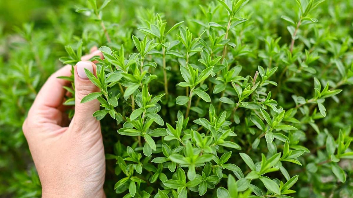 خواص آویشن چیست؟ ۲۵ خاصیت + نحوه نگهداری و مصرف
