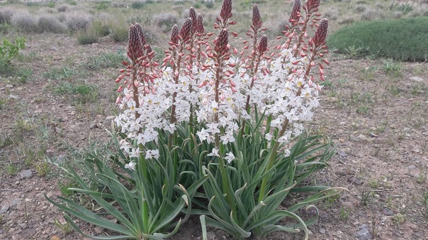 (ویدئو)طبیعت زیبا و بهاری روستای دهچاه نیریز