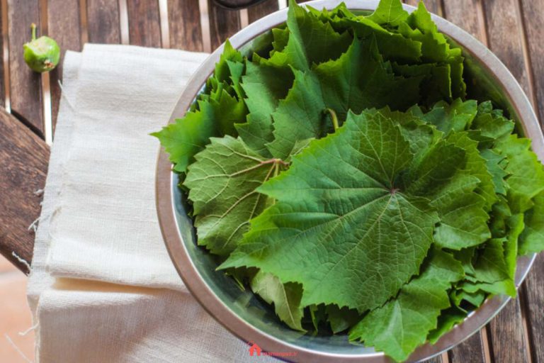 چگونه برگ مو را بدون تغییر رنگ در فریزر نگهداری کنیم؟