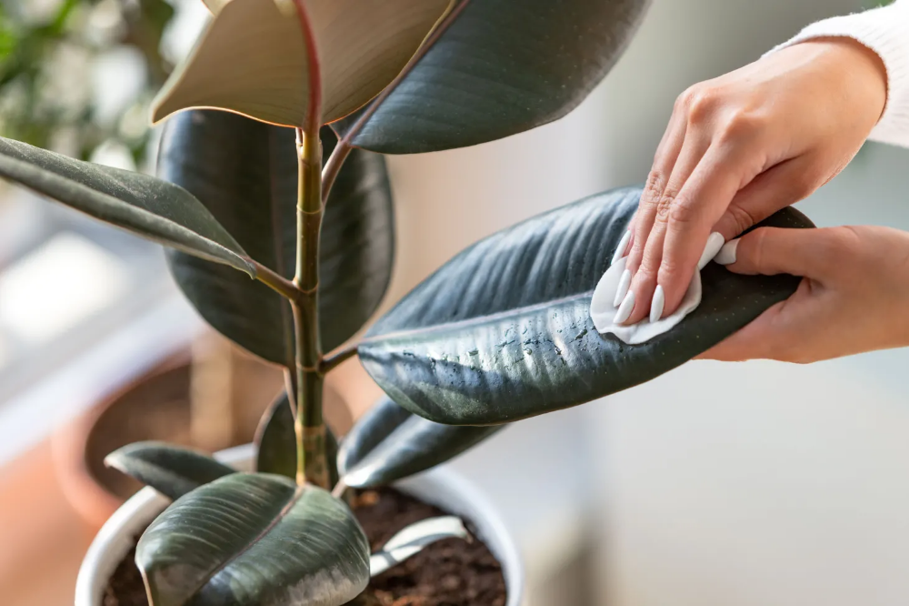 چگونه برگ گیاهان آپارتمانی را بدون آسیب تمیز کنیم؟